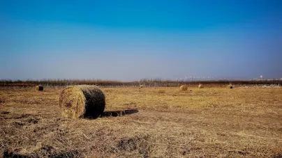 キャショロット カジノ モバイルアプリ